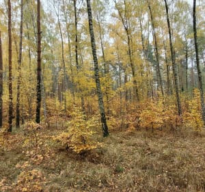 Spacer wokół panoramy Szczecina - Szczecin - 4