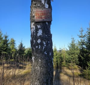 Widokowa trasa po górach suchych i kamiennych - Rybnica Leśna - 5
