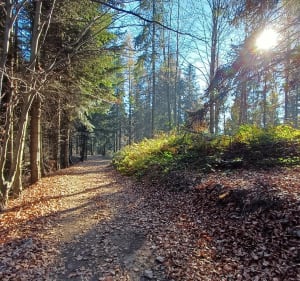 Błatnia - pętla z Jaworza - Jaworze - 4