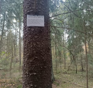 Las Tuczyński - Horodniany - 4