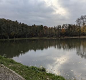Las i stawy w Grabówkach - Wieliczka - 5
