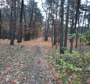 Po lasach kobyłkowskich - Kobyłka - 3