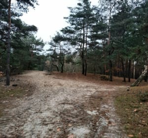 Po lasach kobyłkowskich - Kobyłka - 4