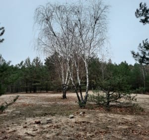 Po lasach kobyłkowskich - Kobyłka - 5
