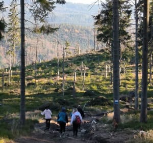 Hala Lipowska i panorama na słowackie Tatry i Fatry - Sopotnia Wielka - 3