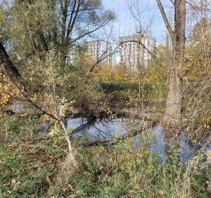 Staw Służewiecki i okolice warszawskiego Ursynowa - Warszawa - 4