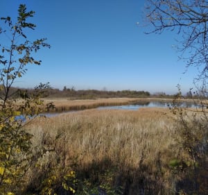 Okolice Opola, rezerwat przyrody, widok na Opole z Górek - Boguszyce - 5