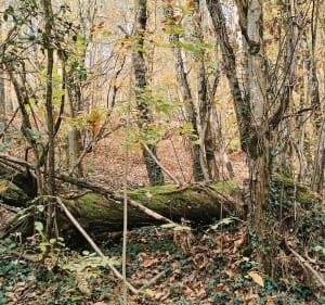 Molière sur Cèze ,Col des Brousses. - Molières-sur-Cèze - 4