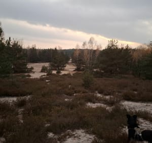 Wrzosowisko Mostówka - Grzegorz  - 5