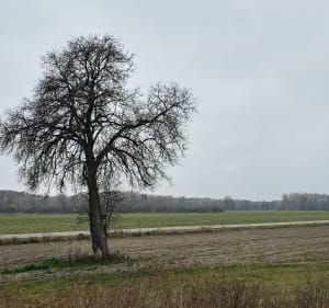 Jesienne liczenie liści - Czarnowiec - 5