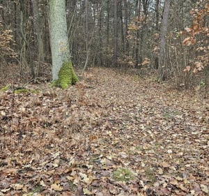 Lisia pętla - Karolew - 3