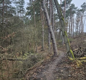 Lisia pętla - Karolew - 5