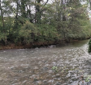 Balade en forêt de Lamothe - Colomiers - 4
