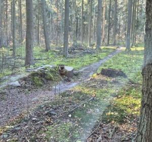 Singletracki enduro - Skarżysko-Kamienna - 3