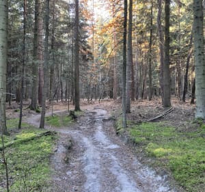 Singletracki enduro - Skarżysko-Kamienna - 4
