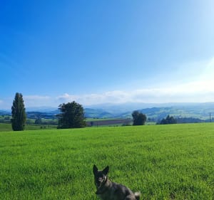 Chemins de Chazelles-sur-Lyon, vue plongeante sur l'horizon - Chazelles-sur-Lyon - 3