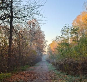 Pieszo, biegowo przy najstarszej sośnie - Mińsk Mazowiecki - 3