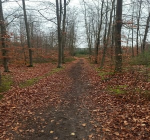 Przez Chojnowski Park Krajobrazowy do Konstancina - Piaseczno - 4