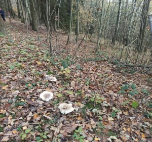 Niedzielna wycieczka - Lwówek Śląski - 3