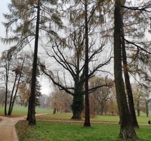 Jesienny krótki spacer po dzikiej części parku zamkowego - Łańcut - 5