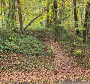 Bois de Soucy par Montaphilant - Soucy - 3