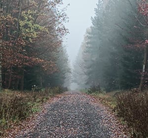 Wielki Las Lubański spacer po Górze Liściastej. - Luban - 3