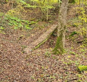Bois de Soucy par Montaphilant - Soucy - 4