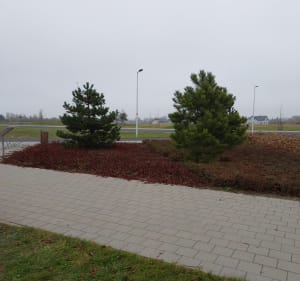 Pętla na Lipie Piotrowskiej - Wrocław - 3