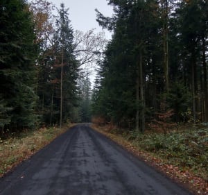 "Łoś" z Dłutowskiego Lasu - Justyna - 4