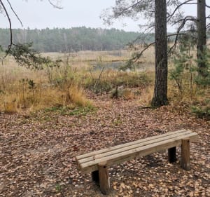 Stacja PKP => las Hermanów, bagno Duża woda i Śródleśne - Pabianice - 3
