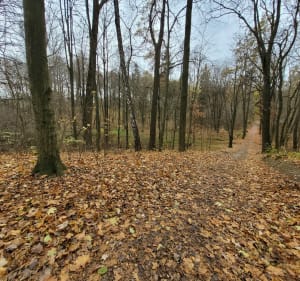Łańcucki las Bażantarnia - Łańcut - 4