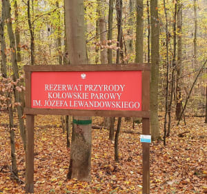 Szczecin - Trasa Rowerowa 20A - Bieszczadzka - Serce Puszczy - Beata - 4