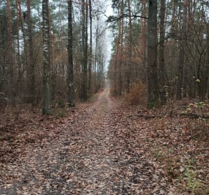 Rundka po lesie Lipniak w pobliżu Siedlec - Stok Wiśniewski - 3