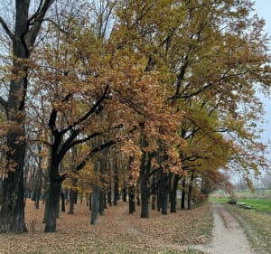 Spacer wzdłuż Potoku Służewieckiego - Warszawa - 4