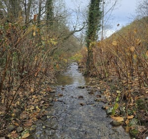 D'une marre à l'autre par la Chardière - Bellegarde-en-Forez - 4