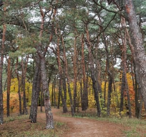 Park miejski w Toruniu - Toruń - 5