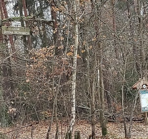 Las za osiedlem Bajkowym - Olsztyn - 3