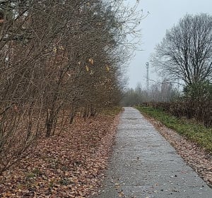 Las za osiedlem Bajkowym - Olsztyn - 5