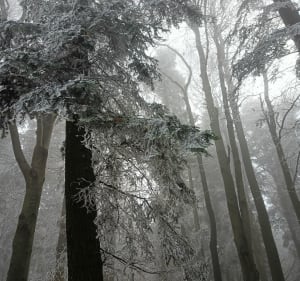 Pętla łysogòrska - że Świętej Katarzyny przez Łysicę, skałę - Święta Katarzyna - 3