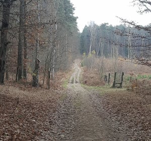 Leśny spacer do Kamienia - Rybnik - 4