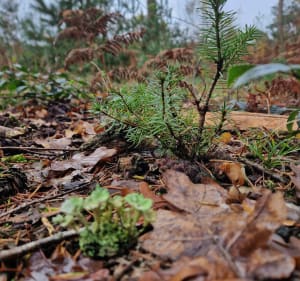 Forêt de Marchiennes et Battelerie - Marchiennes - 4