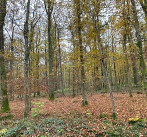 Forêt de Haguenau, départ Uberach retour par La Moder - Haguenau - 3