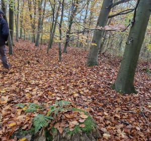 Forêt de Marchiennes et Battelerie - Marchiennes - 5