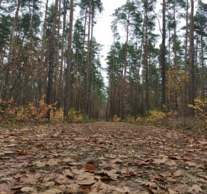 Przejdźmy się po parku "Lasek nad Narwią" - Marcin - 4