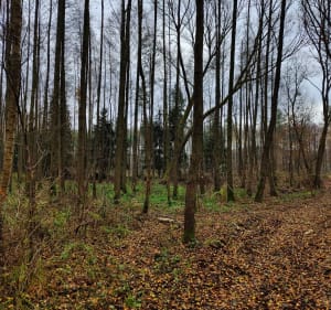 Olesin, pętla Lasami Mareckimi - Warszawa - 5