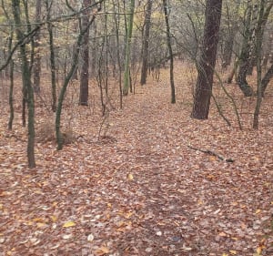 Pętla Mosina-Glinianki - Mosina - 4