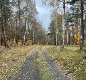 Puszcza Wkrzańska przy Lisiej Górze - Szczecin - 5