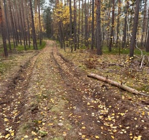 Fajna trzynastka w lesie wierzejskim - Piotrków Trybunalski - 5