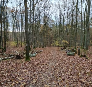 Puszcza Zielonka - Dziewicza Góra - Czerwonak - 3