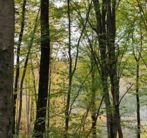 Petite balade au dessus de Monein - Valerie - 2